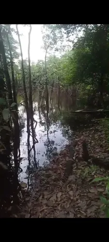 VENDO TERRENO GIGANTE COM RIO NOS FUNDOS (MATA VIRGEM)