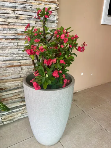 Planta coroa de Cristo em vaso grande