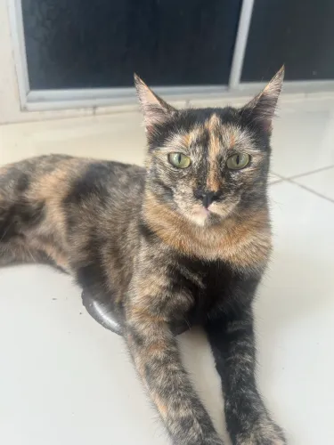 Gatinha castrada p/ doação