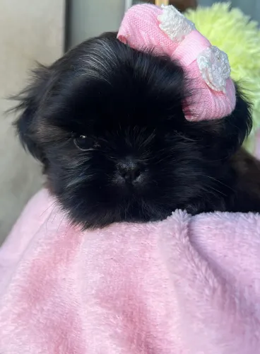 Filhote shihtzu para reserva 