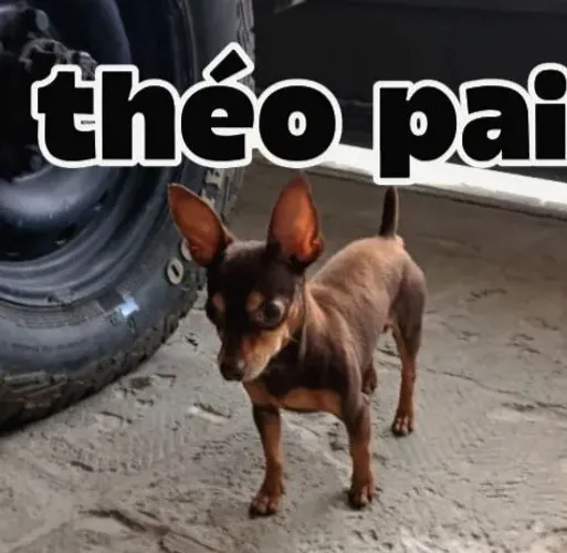 Pinscher fêmeas miniatura