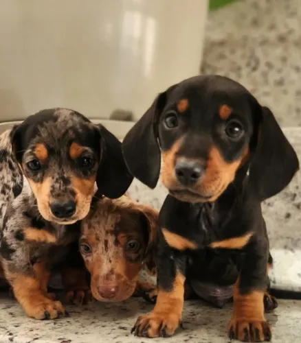Teckel-Dachshund-Basset - O Mofado/Sólido a Pronta Entrega