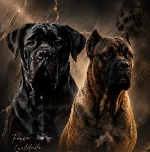 Filhotes de cane corso