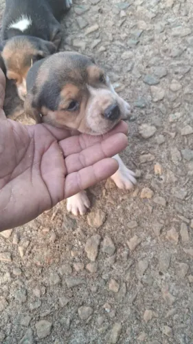 Beagle