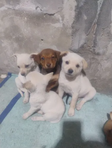 doaçao de filhotes de cachorro