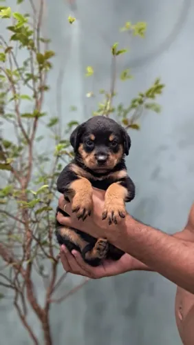 Rottweiler Porto Velho Rondônia