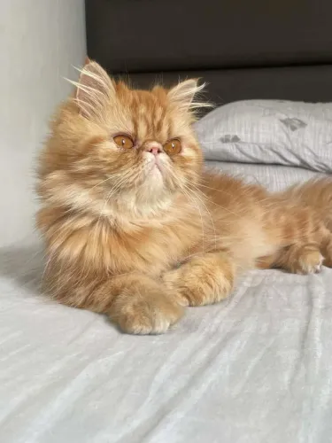 Gatinha Persa querendo namorado
