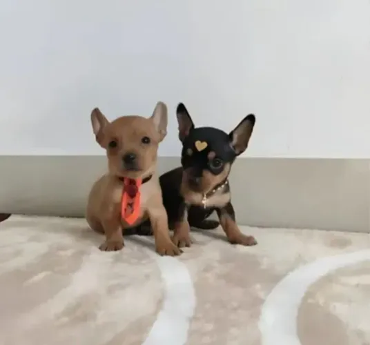 Pinscher