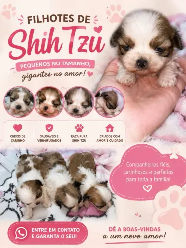 Filhote MACHO de shih Tzu puro
