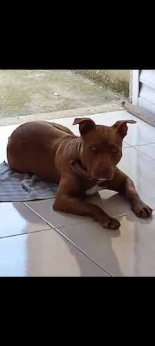 Pitbull fêmea