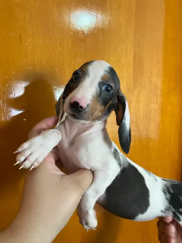 Filhote de Cofap ( Daschund, Teckel, Basset) Macho arlequim mini! Disponível!
