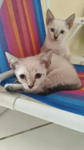 DOAÇÃO GATINHOS ADOTE UM