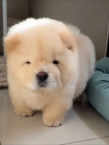 Chow Chow laranja e creme com beleza 