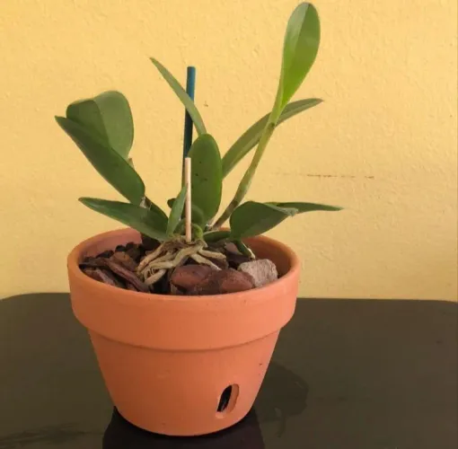 Orquídeas lindas e de boa qualidade!