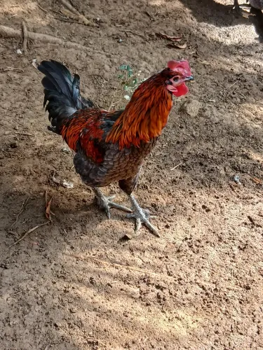 Galo