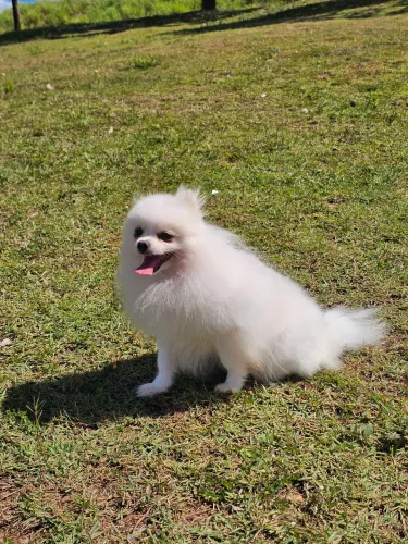 Spitz alemão Fêmea castrada