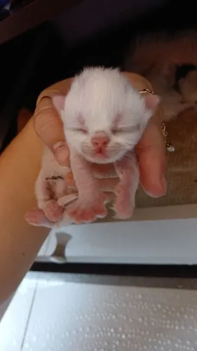 RESERVA DE BEBE PERSA SHOW MCHINHO BRANCO