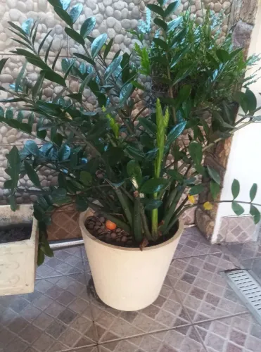 Amilcas e coqueiro e vasos
