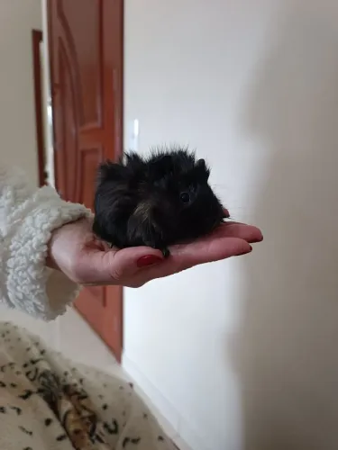 Porquinho da índia e coelhinho 
