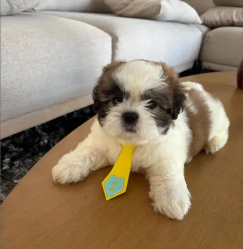 Shih Tzu miniatura macho