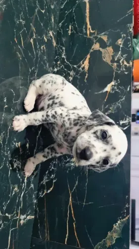 Dalmata fêmea 
