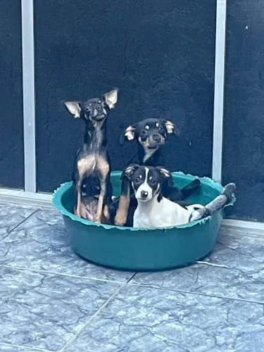 Pinscher 