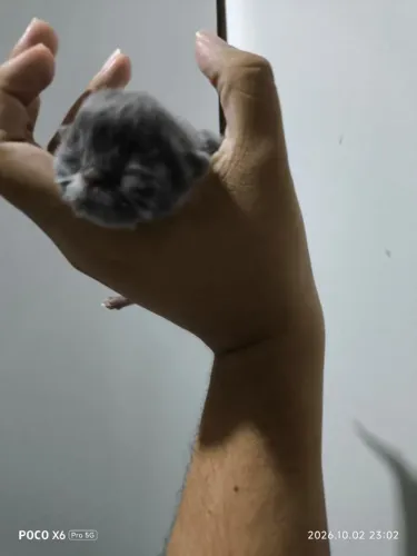 Gato Persa macho