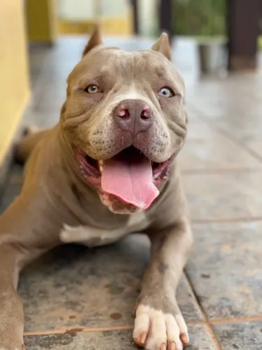 Doa se American Bully XL