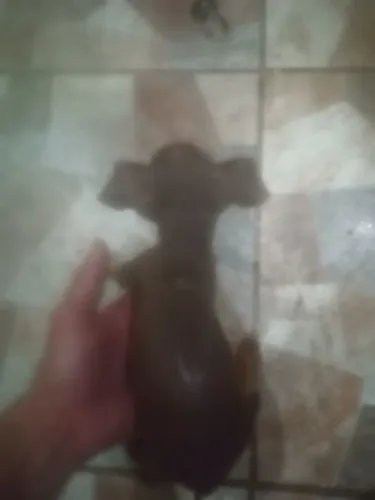 Vendo um pinscher chocolate fêmea