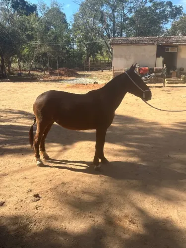 Cavalo