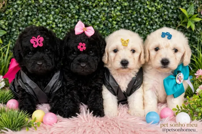 Poodle macho e fêmea 