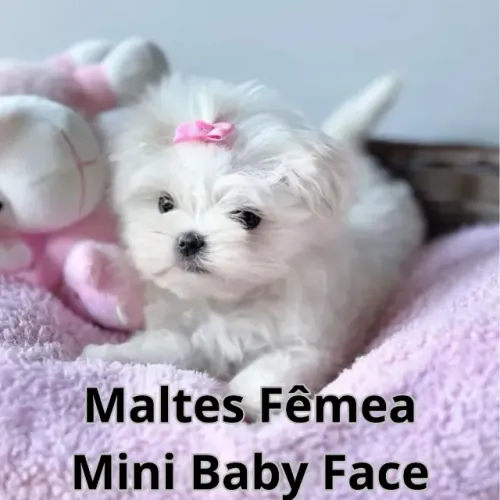 Maltês filhote fêmea baby face branquinha
