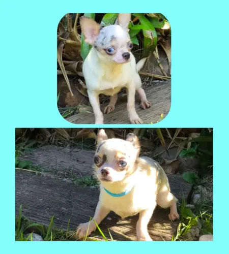 Chihuahua Merles Exóticos BLUE EYES
