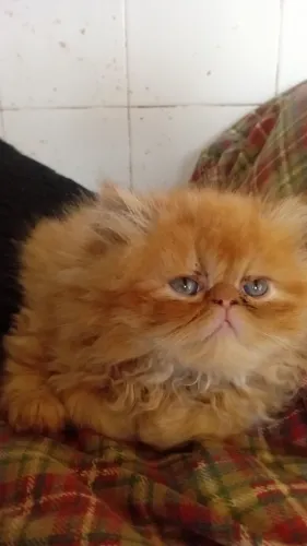 Gato persa