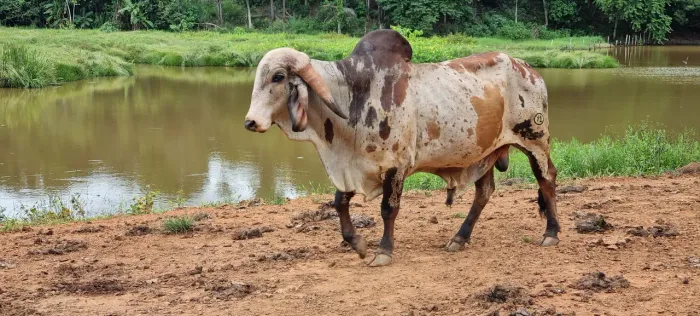 Gado GIR leiteiro de alta genética, região do Vale do Aço/MG