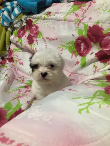 Cachorro Shih Tzu macho