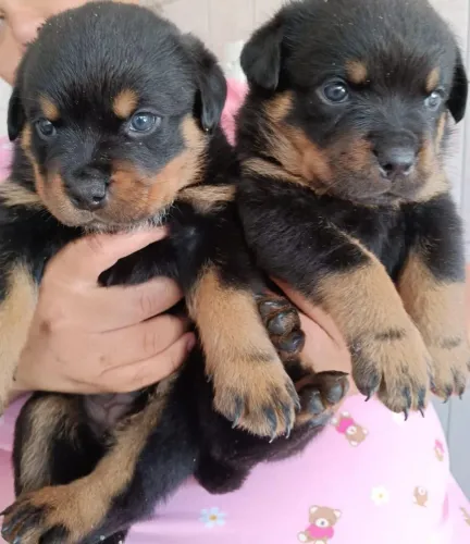 Filhotes de rottweiler