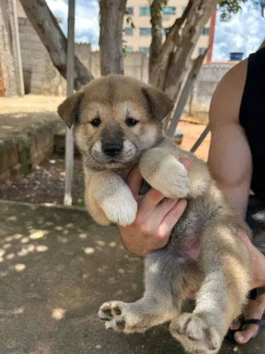 Cães Filhotes Akita Inu