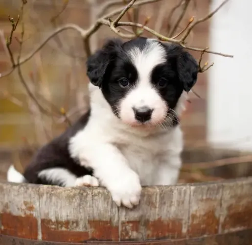 Border Collie: Uma fofurinha que rouba corações!