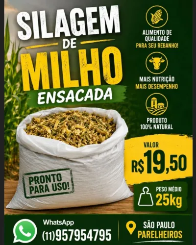 Silagem de Milho 
