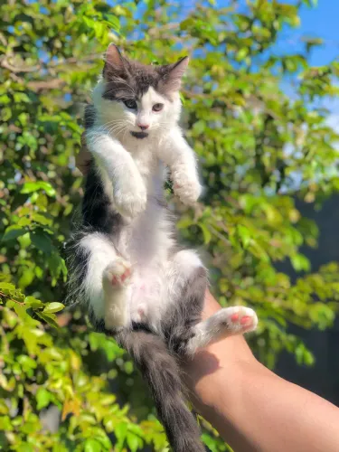MAINE COON MACHO GATO GIGANTE