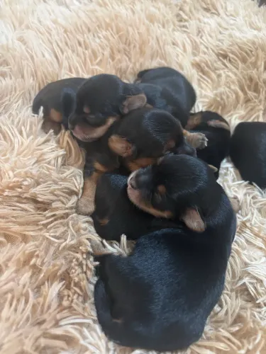 Vendo lindos filhote de Yorkshire