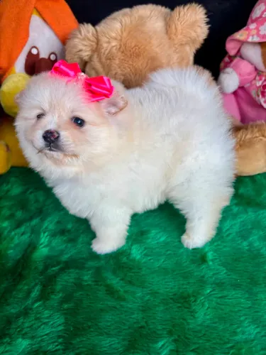 Spitz alemão fêmea e macho disponível