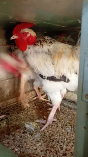 Galos pescoço pelado
