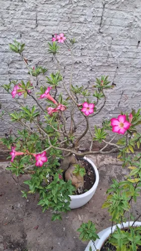 Rosa do deserto