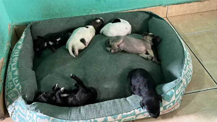 Cachorros para doação 