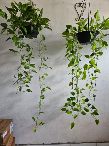 Plantas naturais jibóia.