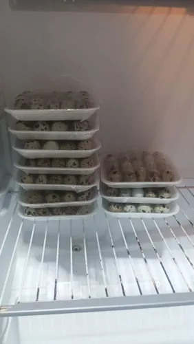 Vendo Ovos De Codornas 