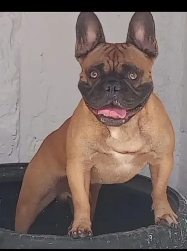 Buldogue francês 
