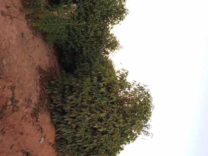 Sitio Produtivo de 16hectares com 13mil pes de cafe com casa em Palmeiral - Botelhos Mg